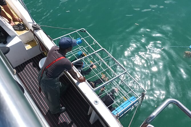 Shark Diving Adventure Penguins in Gansbaai From Cape Town F Day - Easy Pickup and Transportation Details