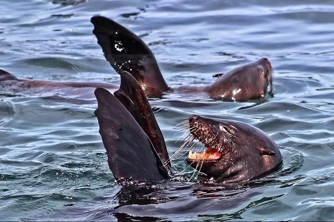 Shark Diving Full Day Guided Return Transfer to Gansbaai From Cape Town - Miscellaneous Details