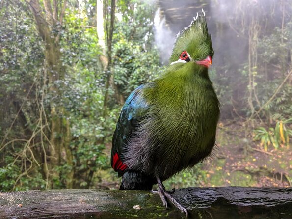Skip the Line: Birds of Eden Admission Ticket - Directions