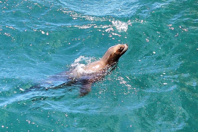 Snorkeling With Seals and Cape Peninsula Full-Day Private Tour - Common Questions