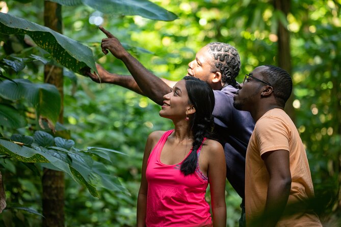 St Lucia Birdwatching Tour at Rainforest Adventures - Photography Opportunities