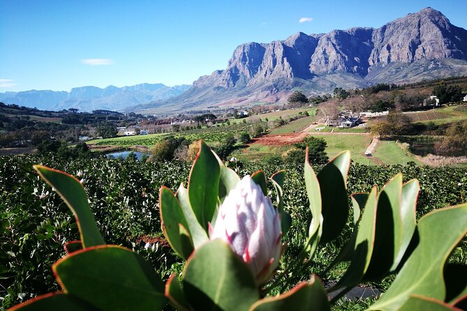 Stellenbosch Private E-Bike & Wine Tour - Response From Host