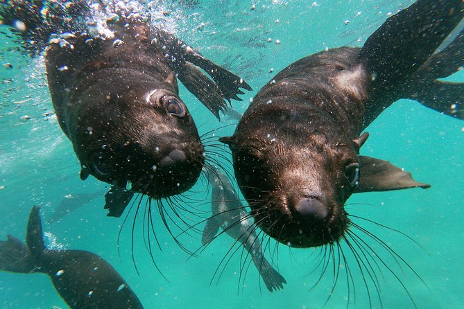Swim With Seals - Directions
