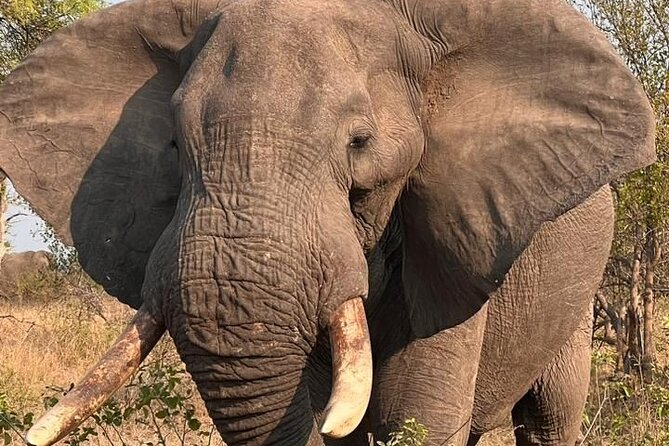The Kruger National Park - Full Day Tour - Traveler Reviews