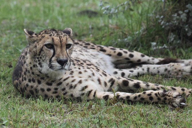 The Private Wildlife Tour - Traveler Photos and Reviews