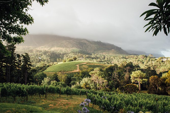 Traditional Wine & Braai (BBQ) Experience - Common Questions