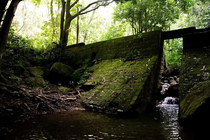 Tropical Rain Forest Explorer In St. Kitts - Reviews and Praise for Guide Rashidi