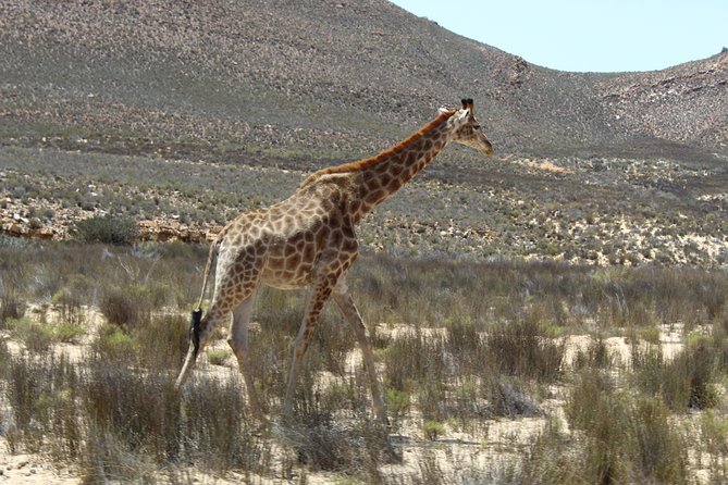 Visit African Big 5 Safari Aquila Game Reserve From Cape Town - Full Day - Common Questions
