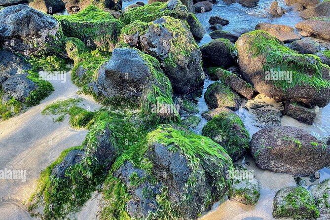 Waikiki! Very Shallow Snorkeling Fish Marinelife!Free Pics&Video! - Common Questions