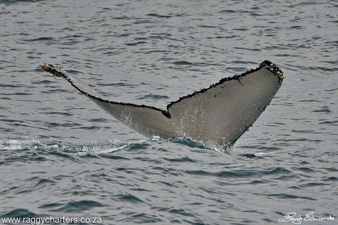 Whale, Dolphin & Penguin Island Cruise - Cancellation Policy and Weather Dependence
