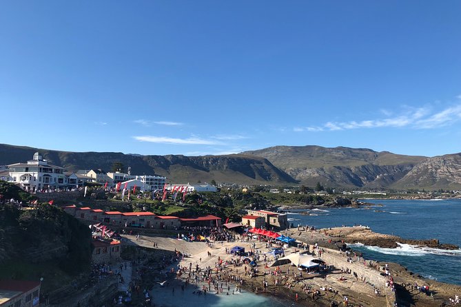 Whale Watching Tour in Hermanus With Hotel Pickup - Pricing and Booking Information