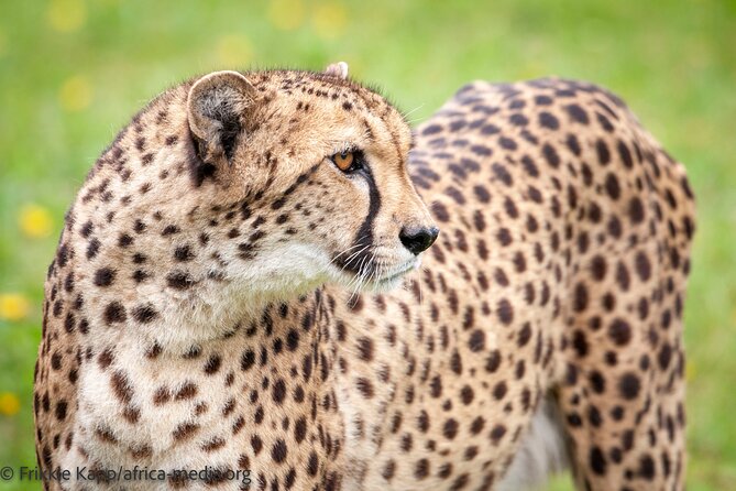 Wild Cat Experience Tour - Affordable Pricing Options