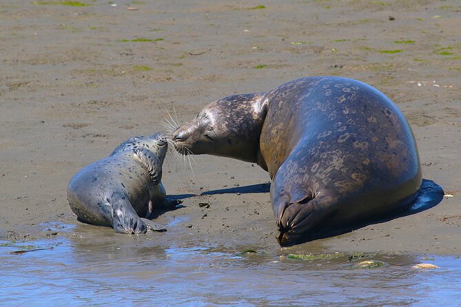 Wildlife Safari Boat Tour in Scenic Monterey Bay Wetland - The Sum Up