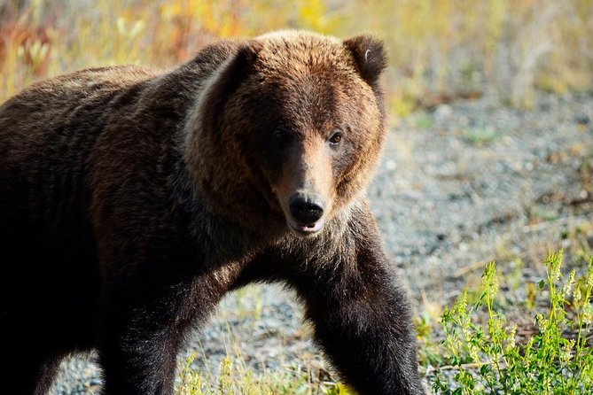 Yukon Summer Dream - Active Summer Adventure 5 Days - Common Questions