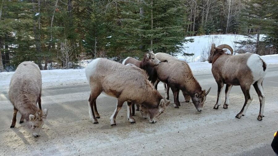 6 Day Canadian Rockies Explorer Private Tour