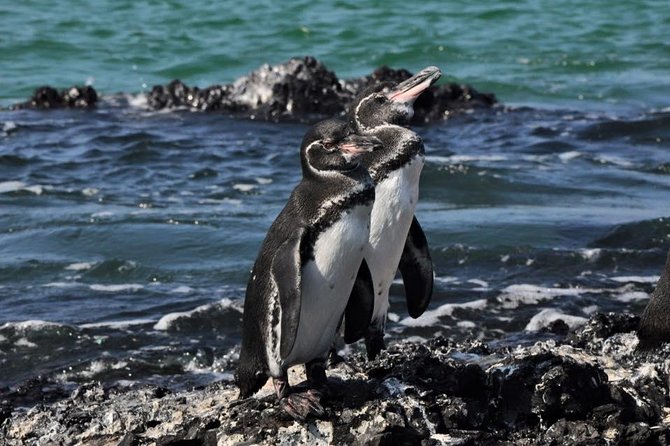 6-Day Galapagos Island Hopping Tour: Santa Fe, Santa Cruz and Los Tuneles - Good To Know