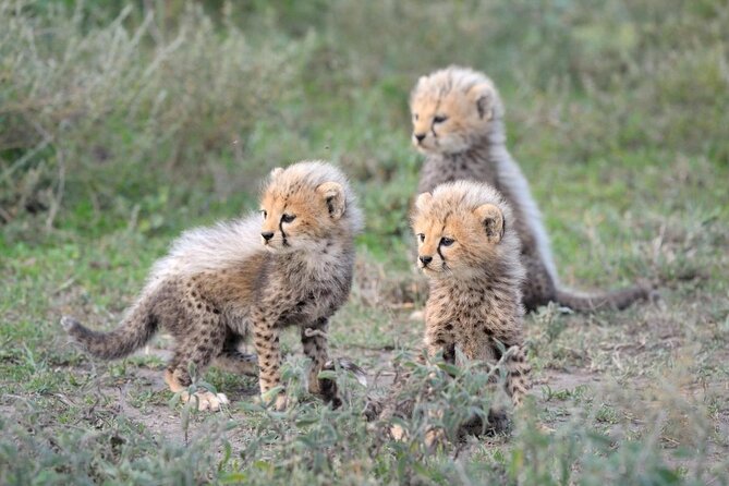 6-Day Safari At Royal Morubisi Lodge, South Africa - Good To Know