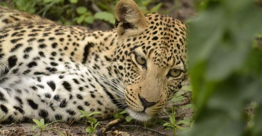 6-Day Sri Lanka History, Wildlife, Hill Country, Beaches - Good To Know