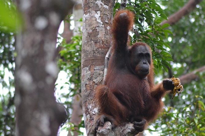 6 Days 5 Nites Dayak Riam Tinggi & Orangutan Heart of Borneo Ecotourism