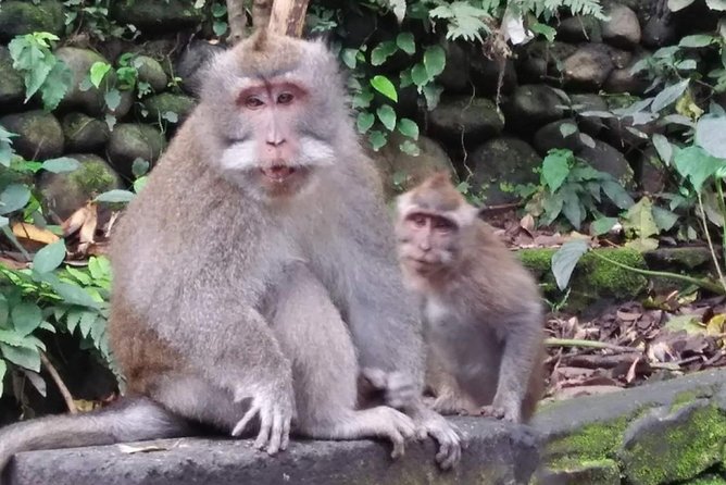 6 Days Best Of Bali And Nusa Penida All Inclusive Private Tour - Good To Know