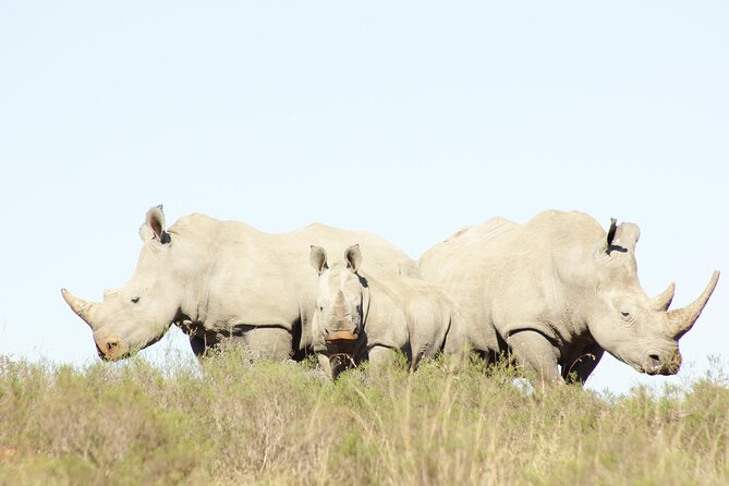 6 Days Big 7 Safari Experience at Amakhala & Addo Elephant Park - Good To Know