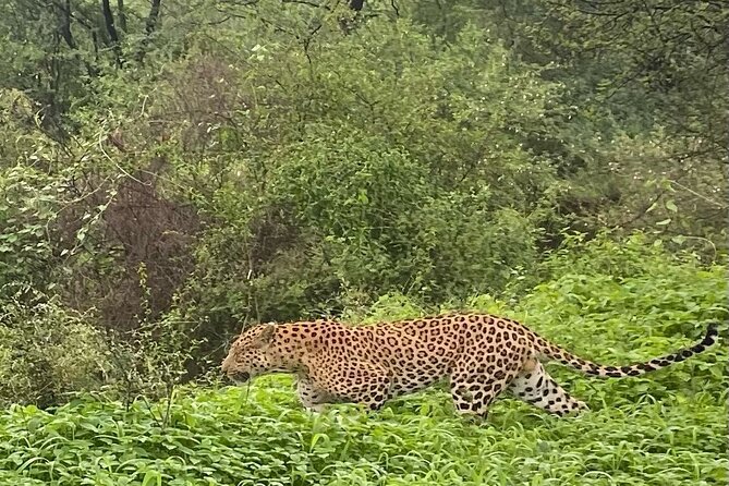 6-Days Private Luxury Golden Triangle Tour With Leopard Safari