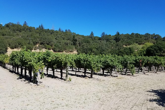 6 Hour Sonoma Pinot Noir and or Zinfandel Wine Tasting Tour