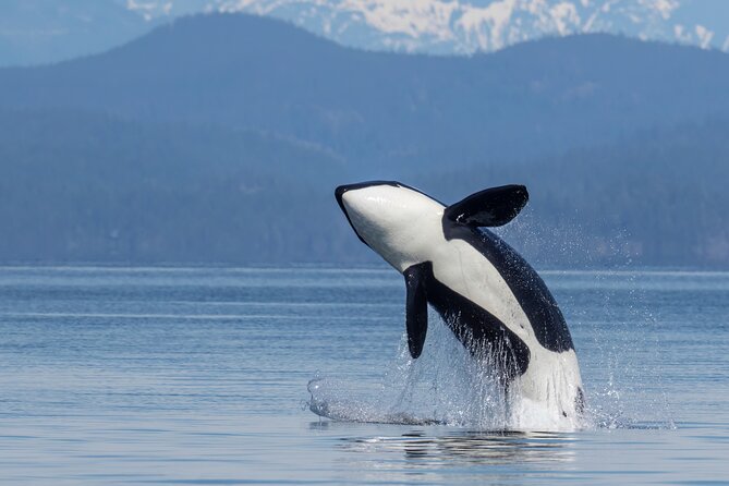 6 Hour Whale Watching Tour With Lunch Included - Good To Know