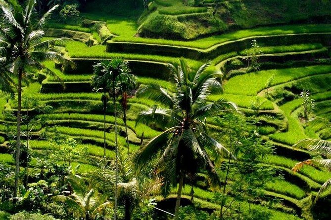 6 Hours Private Tour in Ubud With Classic Car