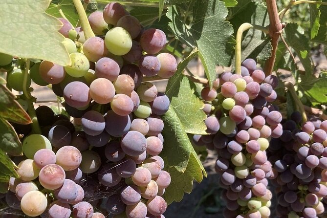 6 Hours Private Wine Tour of the Santa Ynez Valley