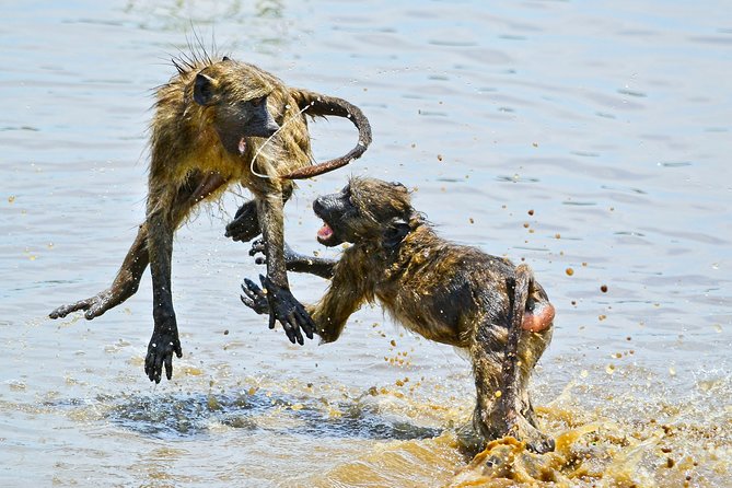 1 Day Photographic Wildlife Safari From Hazyview to Kruger Park - Tips for Wildlife Photography