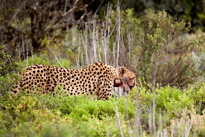 2 Day Small Group Garden Route Big 5 Safari Tour From Cape Town - Common Questions