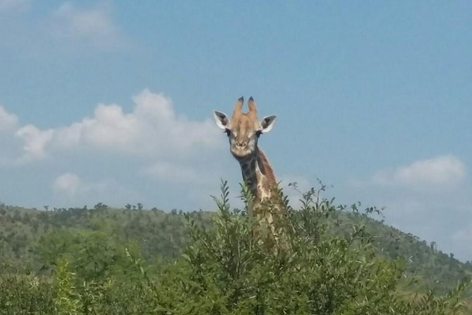 2 Day Tented Safari in the Pilanesberg - Safari Itinerary