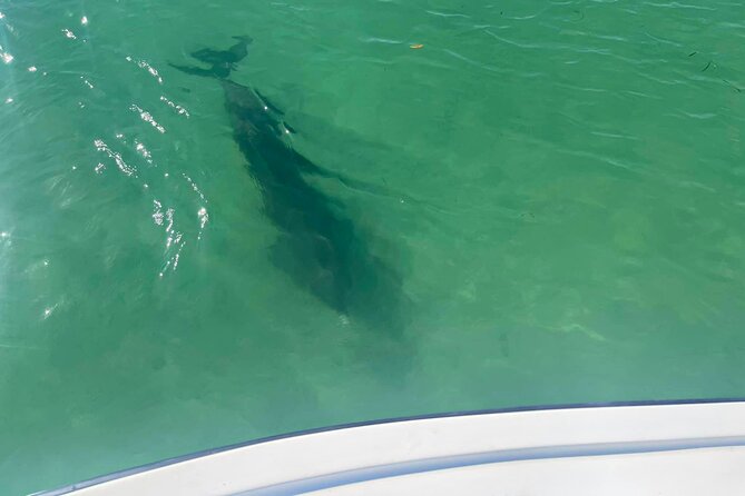 2-Hour Dolphin Watching Tour in Florida - The Sum Up