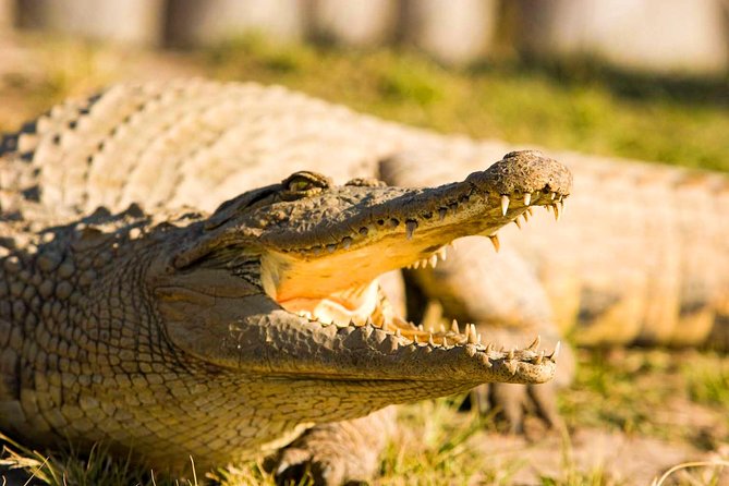 2-Hour Game Drive at the Plettenberg Bay Game Reserve - Safety Measures and Guidelines