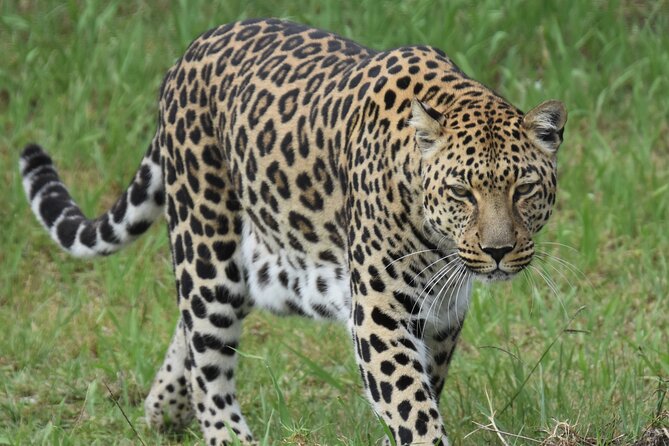 2-Night Tenikwa Wildlife Centre Lion Cabin Experience  - Plettenberg Bay - Directions