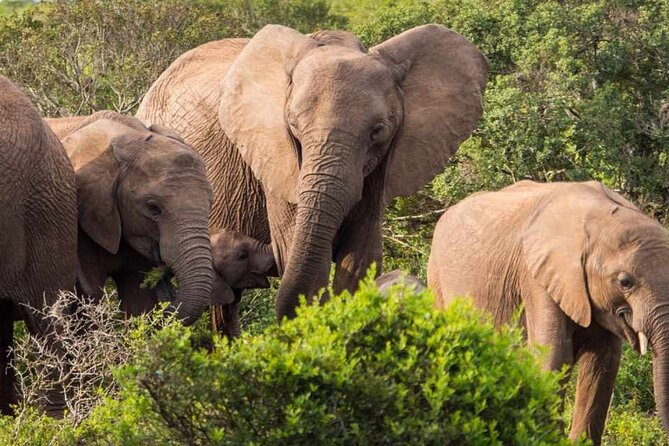 5 Day Garden Route and Addo Safari - Best of South Africa Small Group Tour - The Sum Up