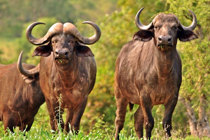 5 Day Kruger National Park and Panorama Route Safari - Wildlife Encounters