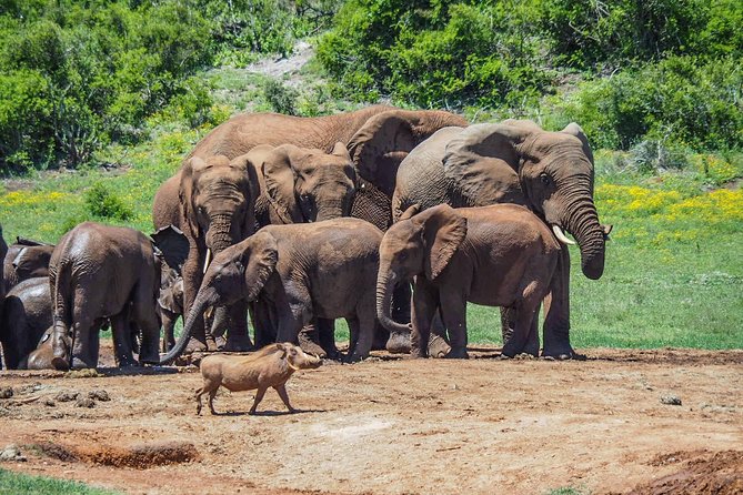 7 Day Garden Route to Addo, Cape Point and Winelands Combo Tour - Cancellation Policy