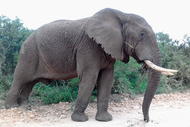Addo Elephant National Park Full Day Safari - Tips and Recommendations