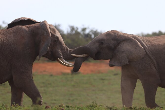 Addo Elephant National Park Private Full-Day Safari - Personalized Itinerary