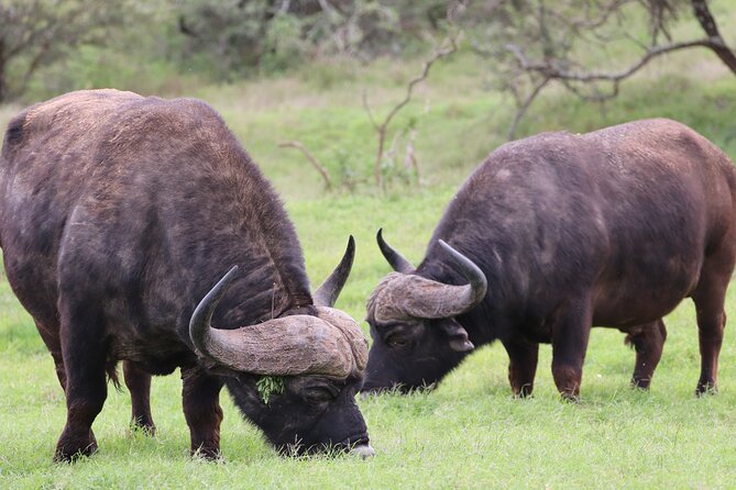 Addo Elephant Park & Giraffe Walk Private Full-Day Safari - The Sum Up