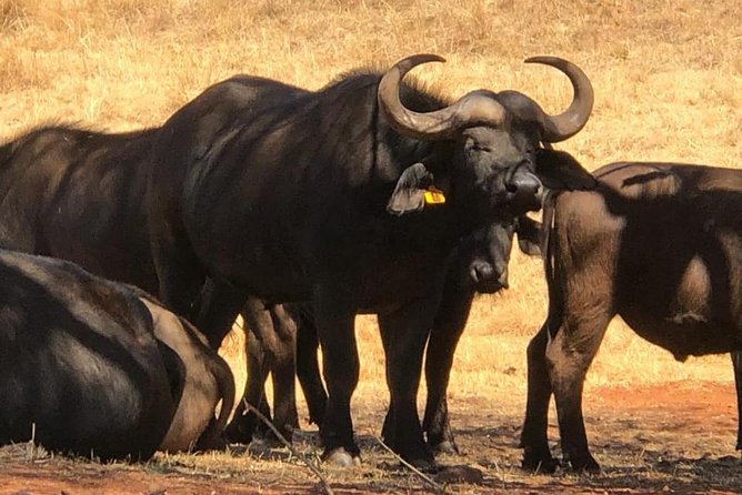 All-Day Pilanesberg National Park Safari in South Africa  - North West - Directions to Pilanesberg National Park