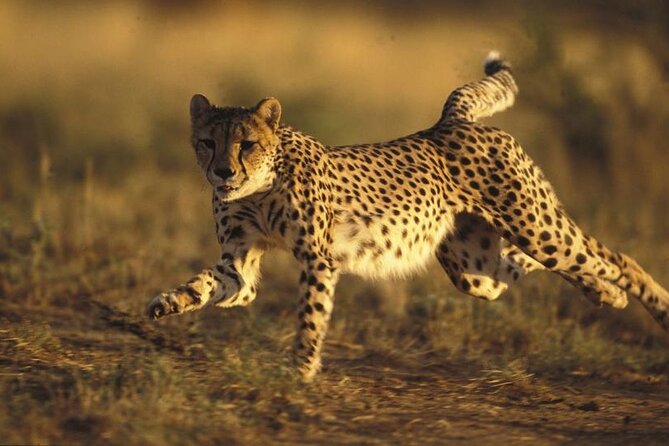 Ann Van Dyk Cheetah Centre Half-Day Tour From Johannesburg - Common Questions