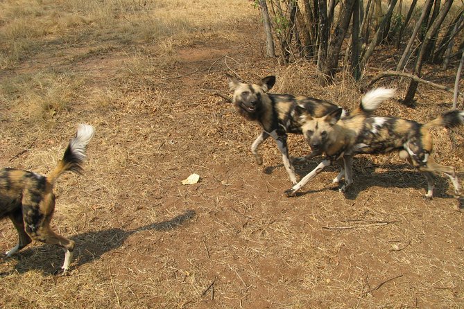 Ann Van Dyk Cheetah Centre Tour From Johannesburg or Pretoria - Additional Tour Information