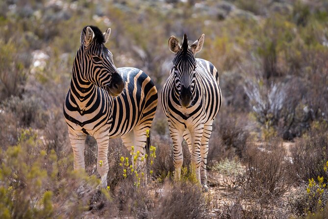 Aquila Game Reserve Safari With Park Fees, Transport & Lunch - The Sum Up