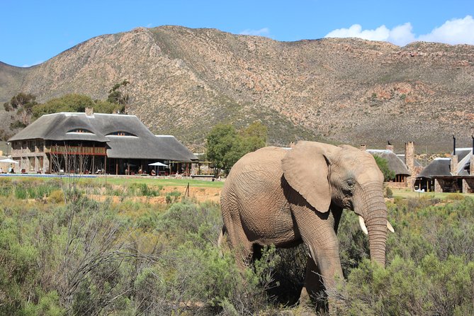 Aquila Safari Private Game Reserve Early Morning Game Drive - Good To Know