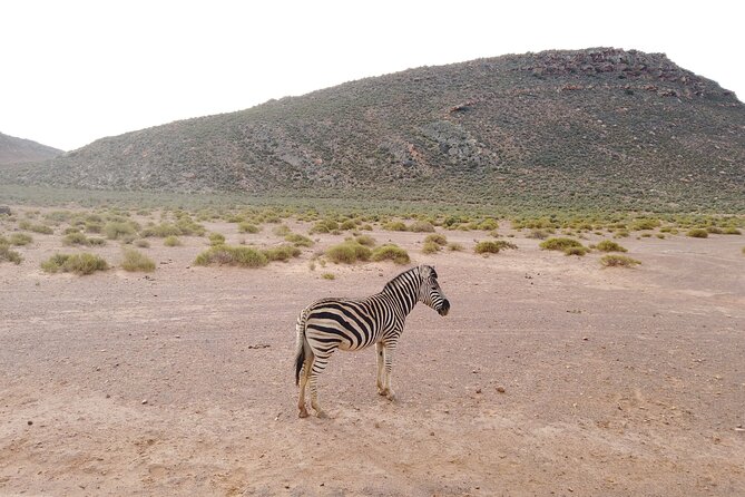 Aquila Sunset Safari Tour From Cape Town - Common Questions
