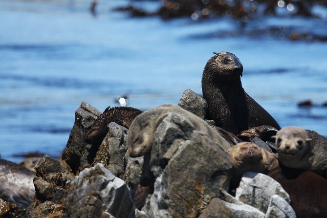 Big 5 Sea Safari in Walker Bay From Gansbaai - Lowest Price Guarantee