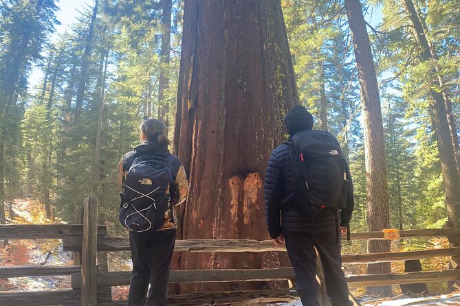 Big Trees Hike & Riverside Cookout Adventure - Price